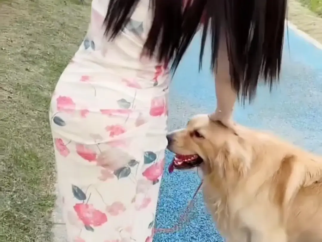 《抖音香香公主与爱犬金毛》完整版在线免费观看-直播回放网盘资源免费领取-抖音香香公主与爱犬金毛高清观看